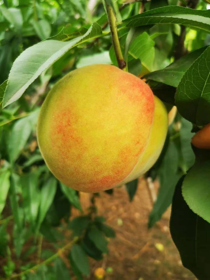 河北蜜桃/水蜜桃/水果桃子果园种植1000斤起售