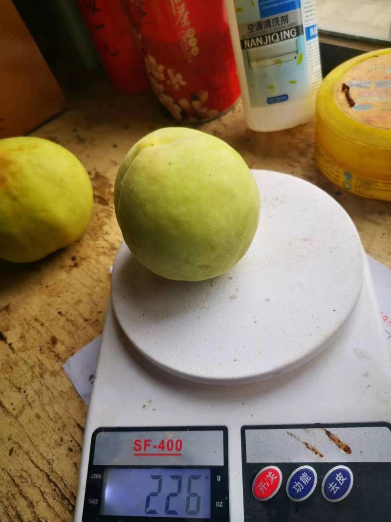 河北蜜桃/水蜜桃/水果桃子果园种植1000斤起售