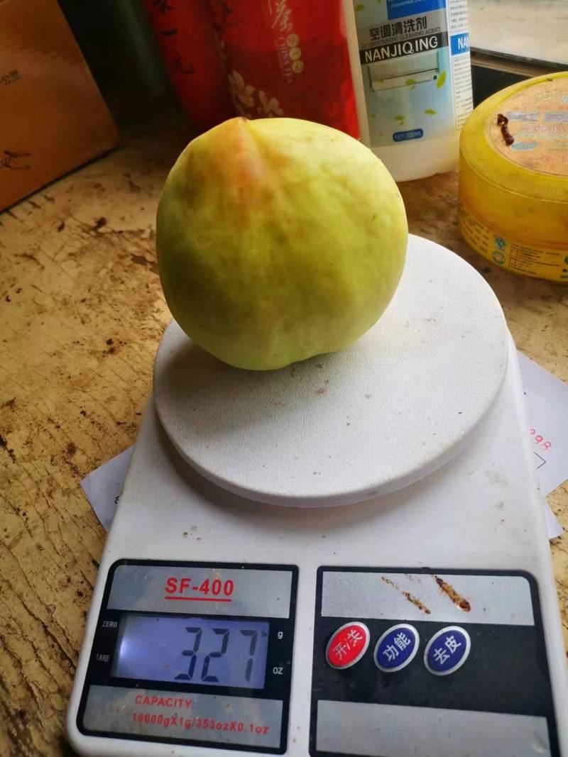 河北蜜桃/水蜜桃/水果桃子果园种植1000斤起售