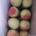 河北蜜桃/水蜜桃/水果桃子果园种植1000斤起售