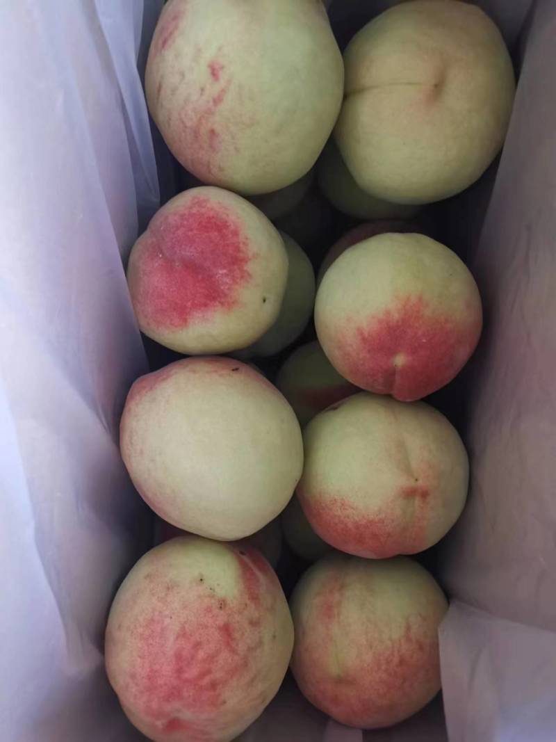 河北蜜桃/水蜜桃/水果桃子果园种植1000斤起售