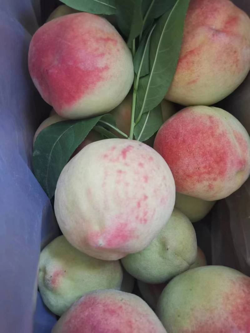 河北蜜桃/水蜜桃/水果桃子果园种植1000斤起售