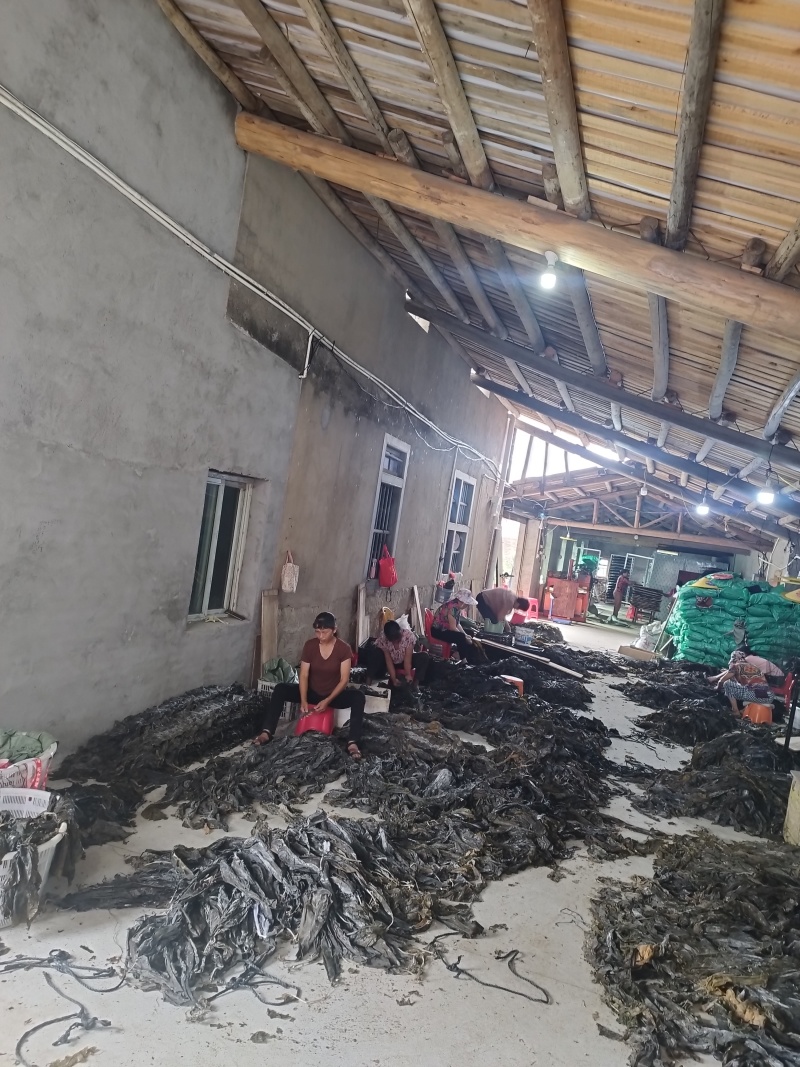 干海带腾鑫海带产地加工（无沙海带）海带片干货全国发货