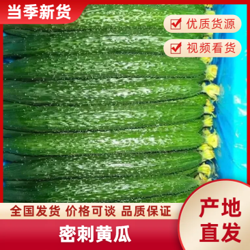密刺黄瓜基地供应量大质优价格优惠一手货源欢迎咨询