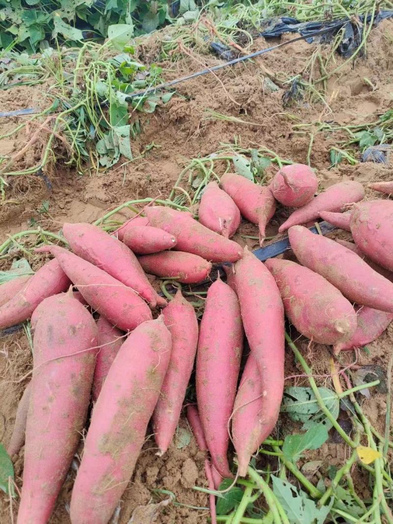 河南沙地西瓜红红薯表皮干净暑行漂亮无擦伤按要求分拣