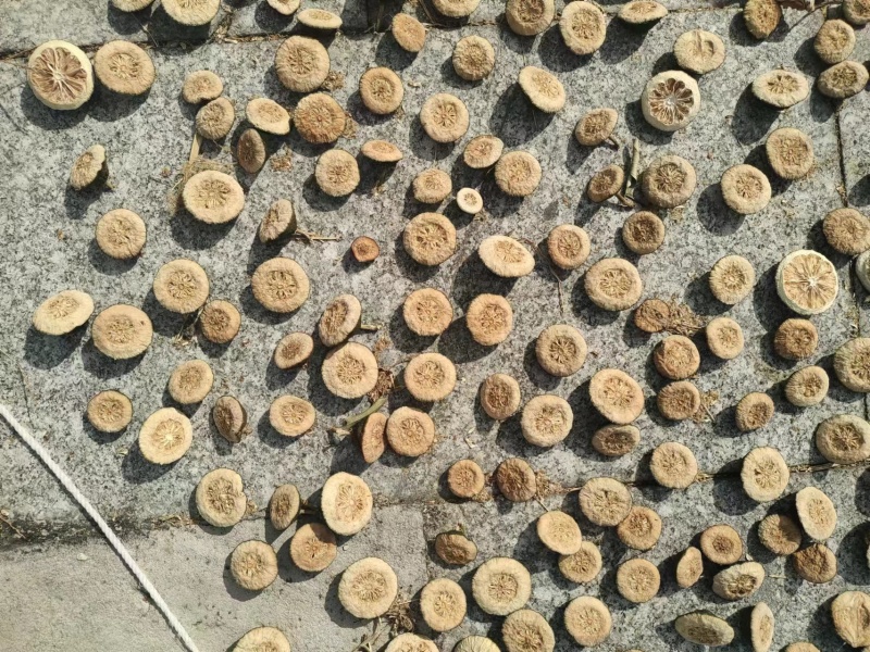 江西枳壳中草药优质产品，大量上市欢迎电话联系洽谈