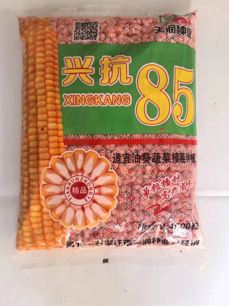 短季早熟玉米种子接茬抗倒高产兴抗85成活率高