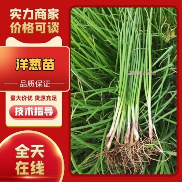（精品）洋葱苗电商苗，红葱苗，黄葱苗。包质量，包回收。