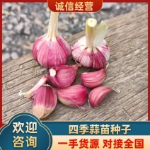 四季红根蒜苗种子，人工分瓣品质好，无坏瓣，可视频看货