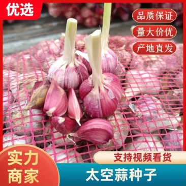 山东金乡大蒜种子，太空，大青棵蒜苗种子，品种齐全诚信经营