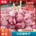 山东金乡大蒜种子，太空，大青棵蒜苗种子，品种齐全诚信经营