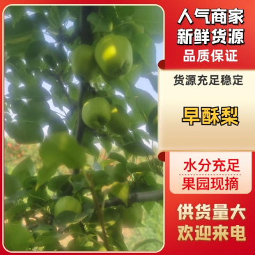 【热卖】山西早酥梨大量长期供货，精品发货，欢迎电话选购