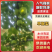 【热卖】山西早酥梨大量长期供货，精品发货，欢迎电话选购