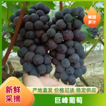 【热卖中】巨峰葡萄临沂葡萄按需包装可对接商超果园直发量大