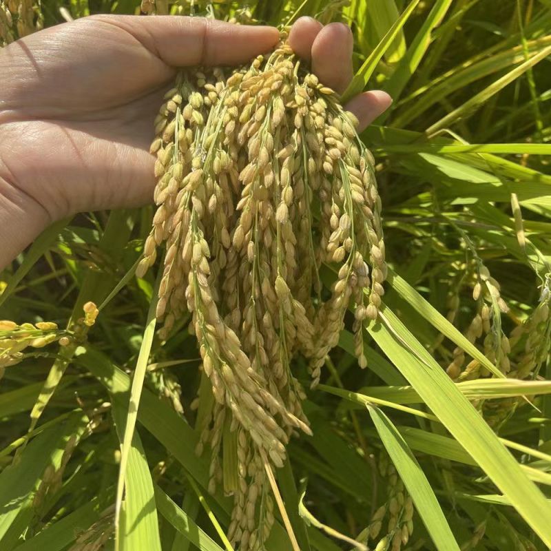 延边大米，香米量大质优价格优惠一手货源欢迎咨询采购