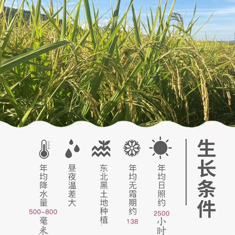 延边大米，香米量大质优价格优惠一手货源欢迎咨询采购