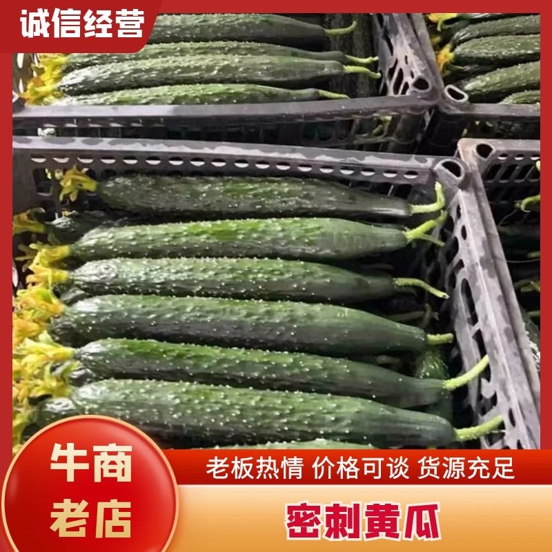 【精品密刺黄瓜】货源充足价格优惠，全国可发货
