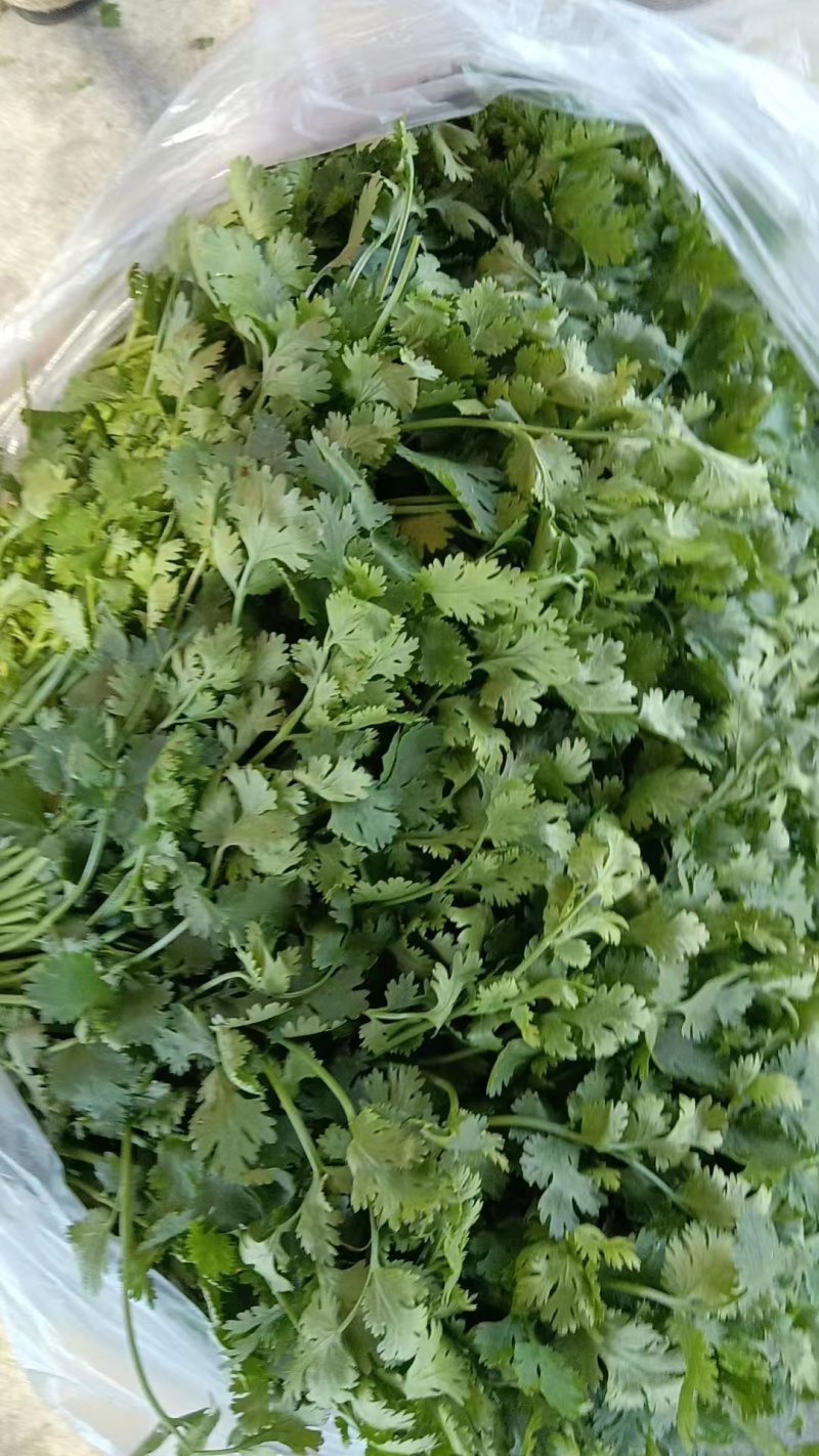 （推荐）香菜产地一手货源，保质保量，量大价优可视频看货