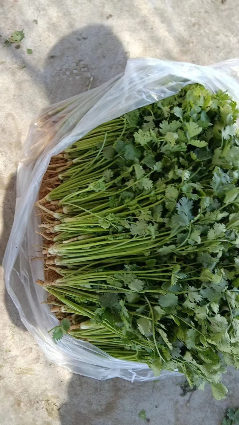 （推荐）香菜产地一手货源，保质保量，量大价优可视频看货