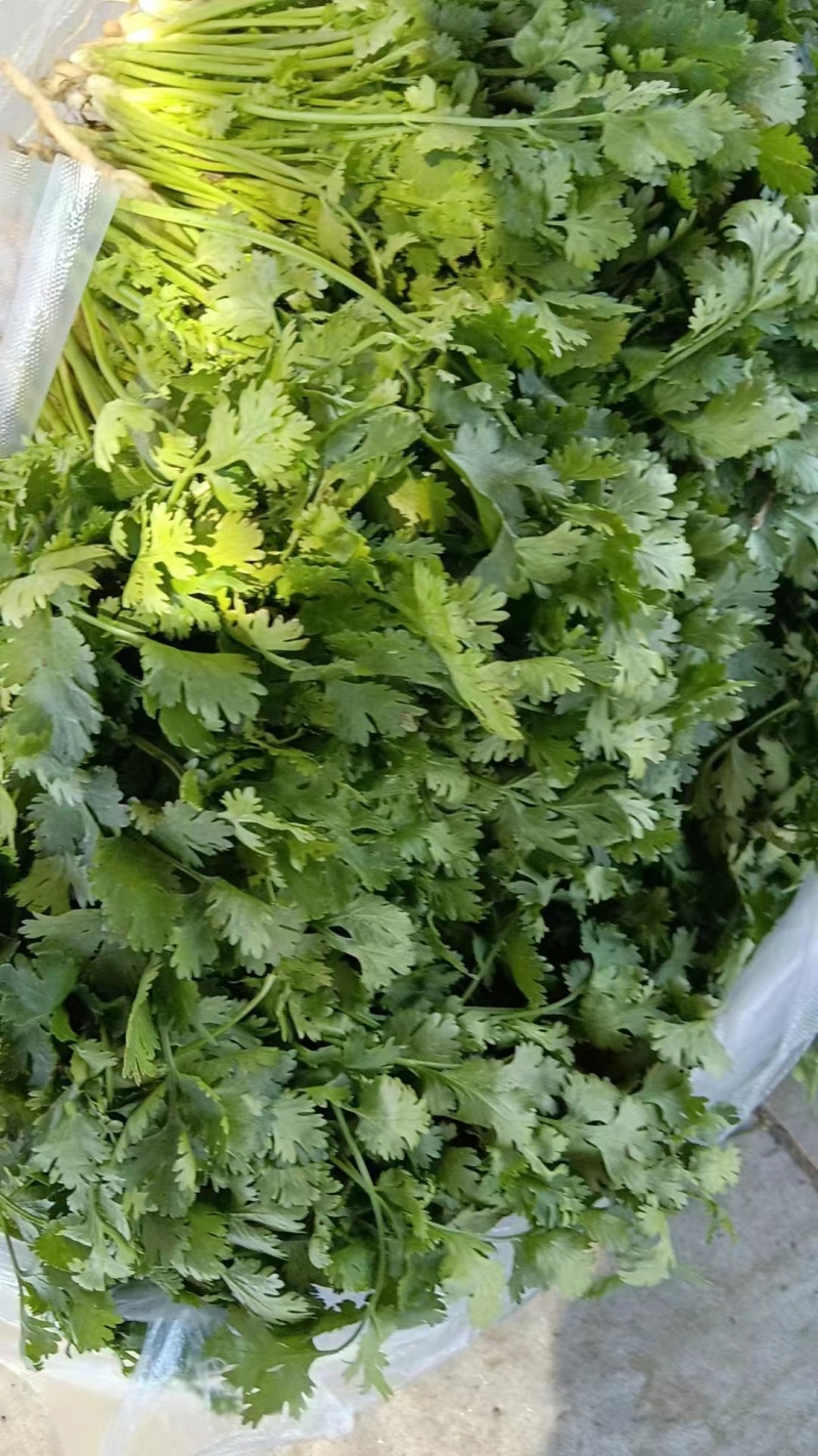 （推荐）香菜产地一手货源，保质保量，量大价优可视频看货