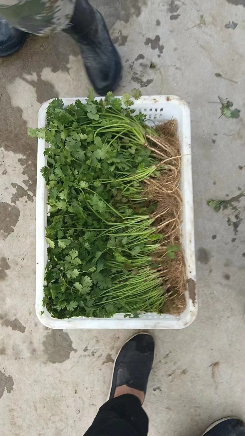 （推荐）香菜产地一手货源，保质保量，量大价优可视频看货