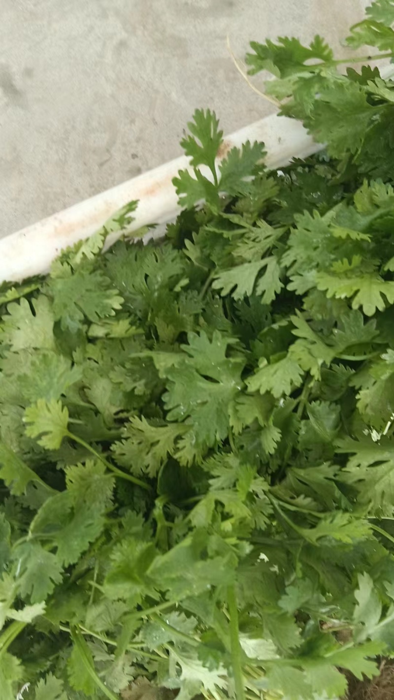 （推荐）香菜产地一手货源，保质保量，量大价优可视频看货