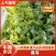 （推荐）香菜产地一手货源，保质保量，量大价优可视频看货