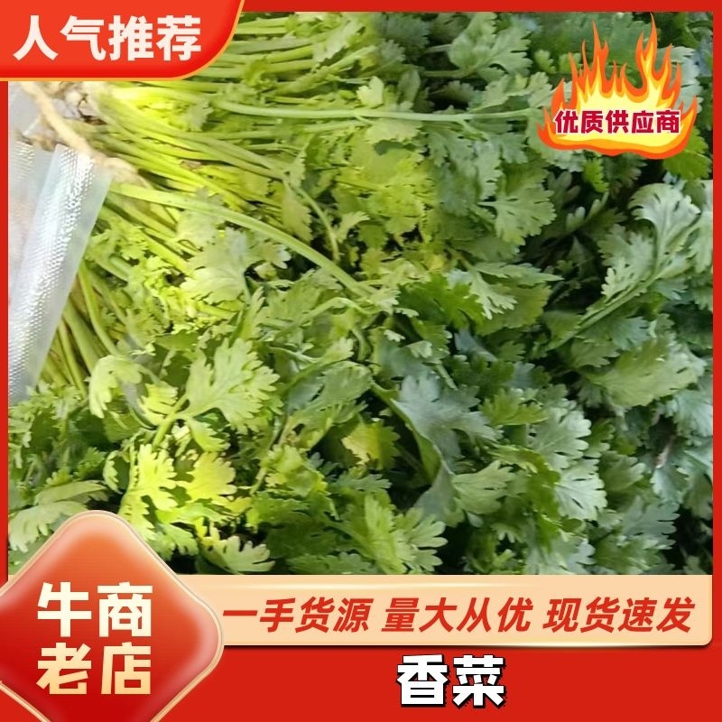 （推荐）香菜产地一手货源，保质保量，量大价优可视频看货