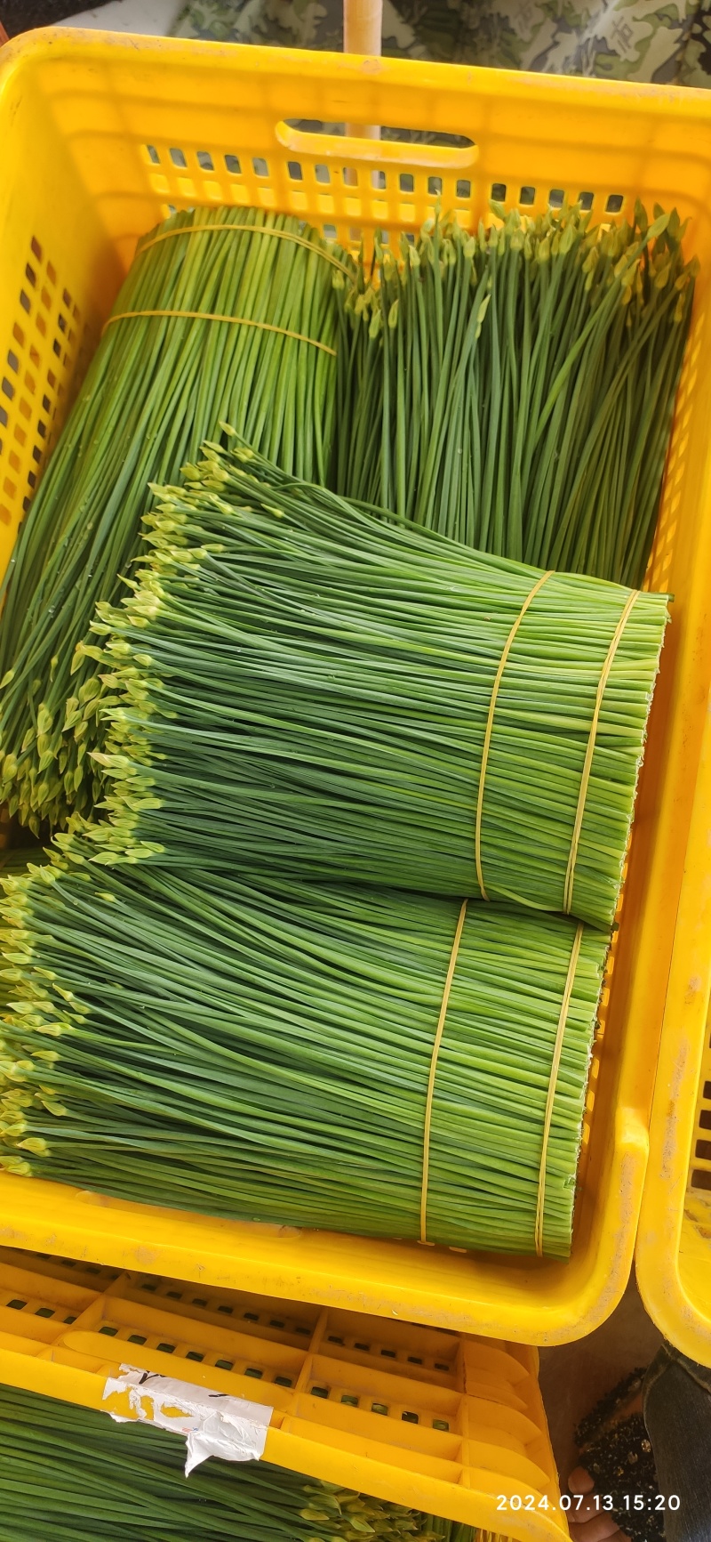 广西荔浦韭苔大量上市产地直发品质保障欢迎咨询联系