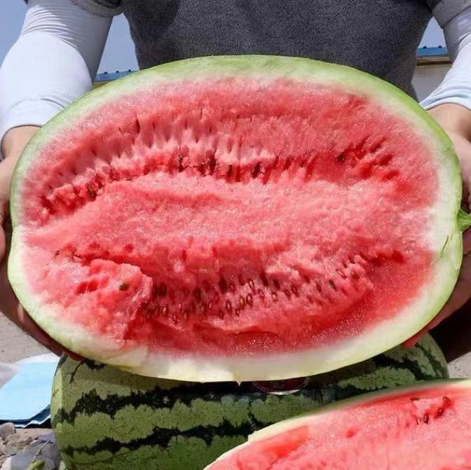 金城5号西瓜切开后的内部结构