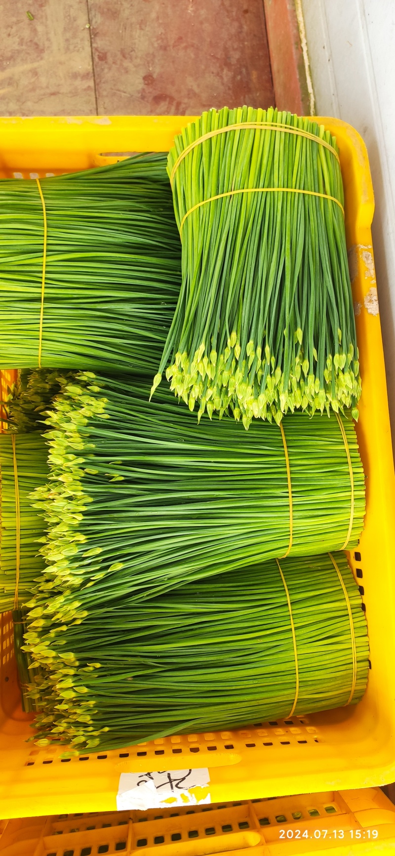 广西荔浦韭苔大量上市产地直发品质保障欢迎咨询联系