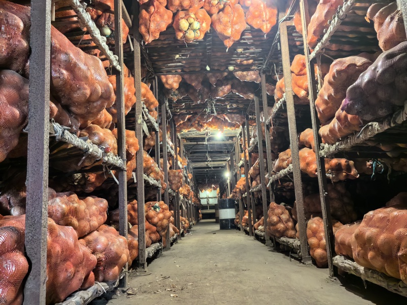 黄洋葱黄皮洋葱新鲜洋葱产地直发品质保证一手货源