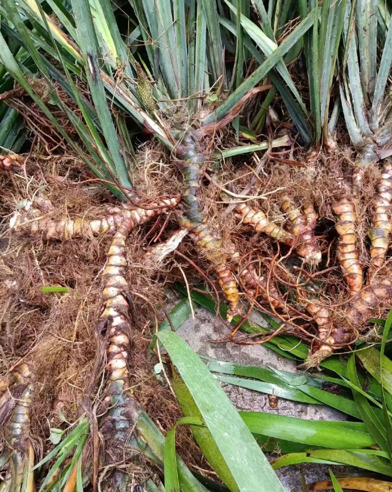 【推荐】贵州产地石菖蒲品质保障价优大量直供欢迎致电