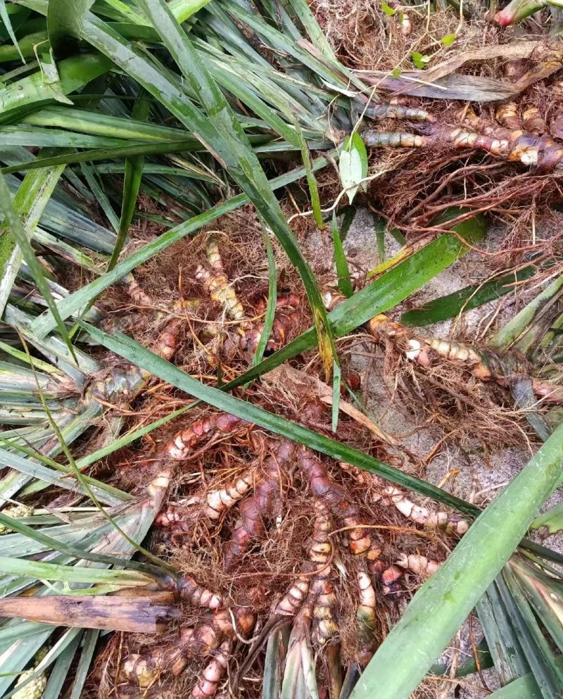 【推荐】贵州产地石菖蒲品质保障价优大量直供欢迎致电