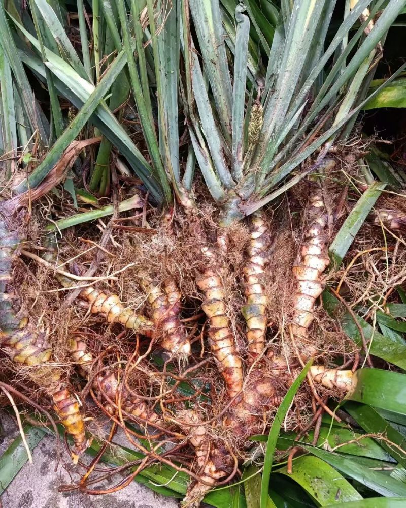 【推荐】贵州产地石菖蒲品质保障价优大量直供欢迎致电