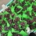 河北巨峰无核葡萄个头大规格齐全可供商超市场批发