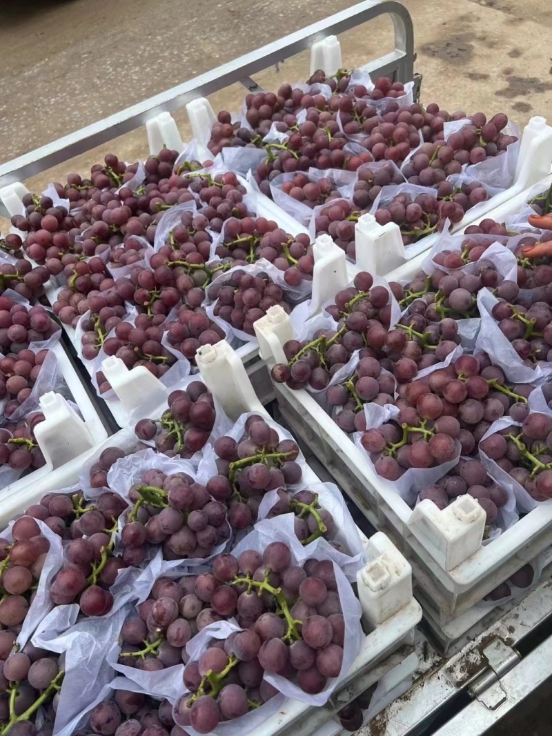 精品巨峰葡萄一手货源产地直发规格齐全量大从优