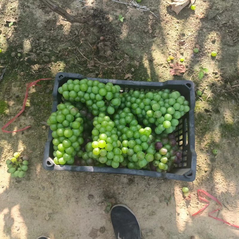 精品无籽青葡萄青藤稔葡萄青巨峰葡萄工厂果罐头果