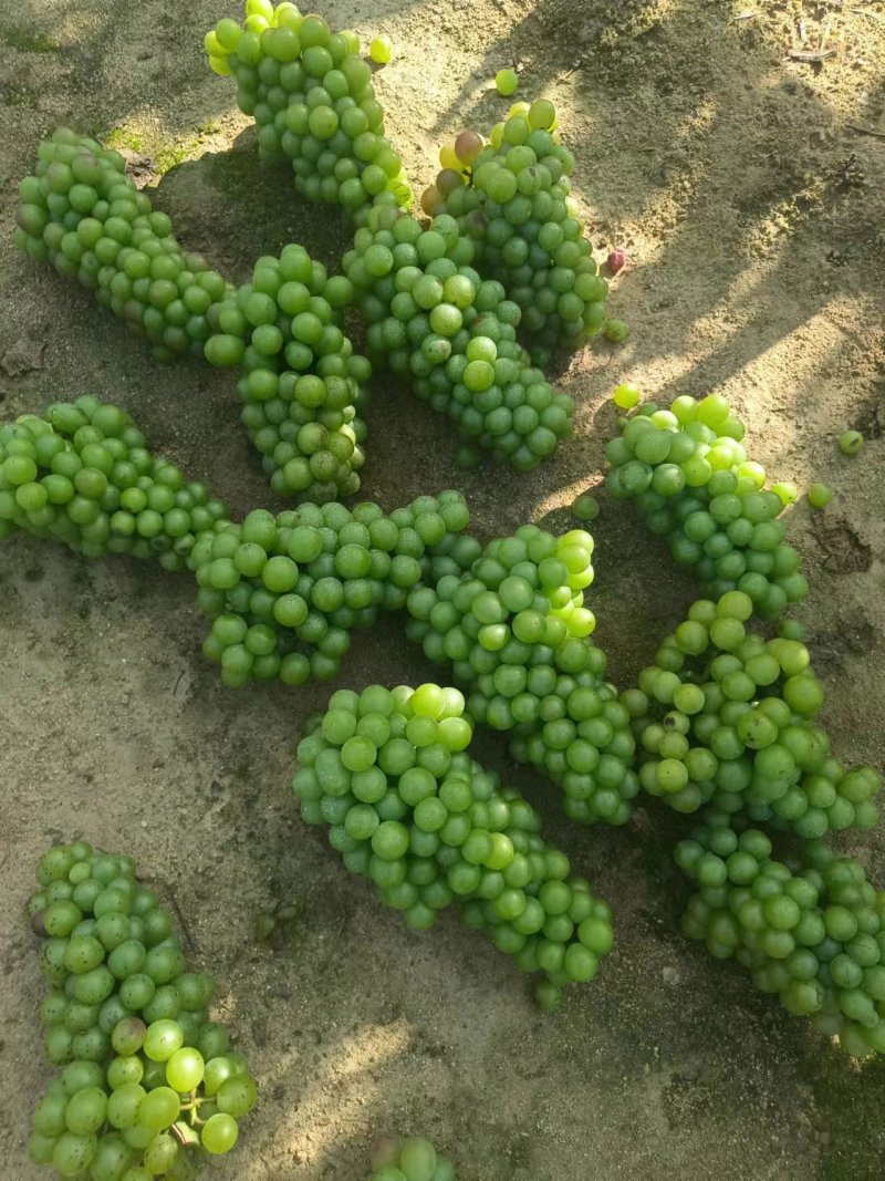 精品无籽青葡萄青藤稔葡萄青巨峰葡萄工厂果罐头果