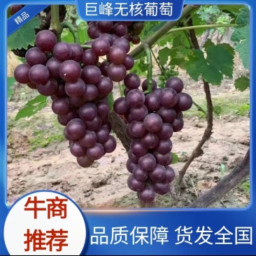 河北巨峰无核葡萄个头大规格齐全可供商超市场批发
