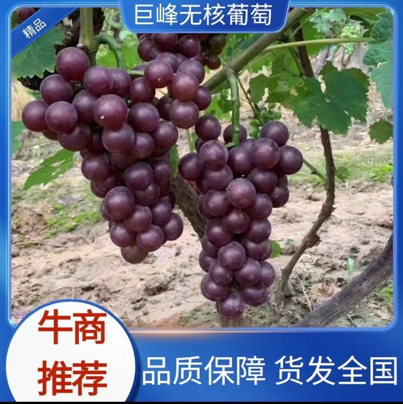 河北巨峰无核葡萄个头大规格齐全可供商超市场批发