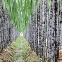 精品黑皮甘蔗广东基地直供质量保证一手货源欢迎订购