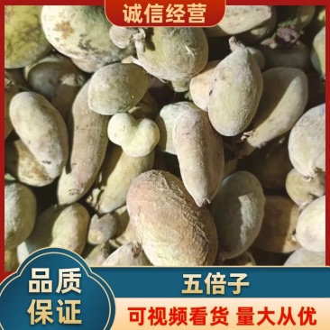 【通货】五倍子基地供应量大质优一手货源欢迎咨询采购