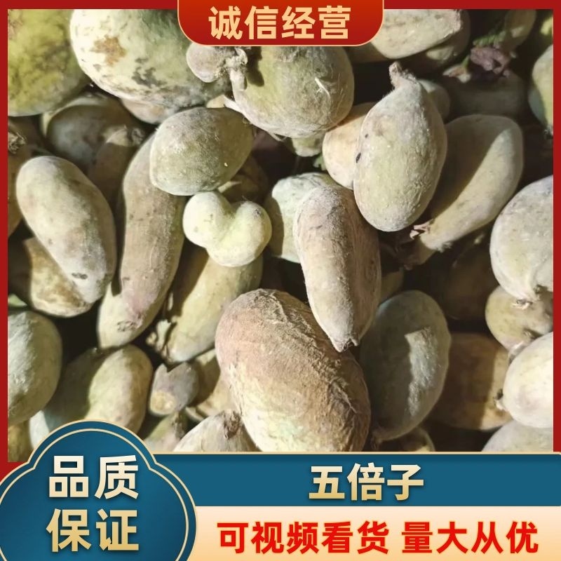 【通货】五倍子基地供应量大质优一手货源欢迎咨询采购