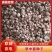 半夏种子量大质优价格优惠一手货源欢迎咨询采购