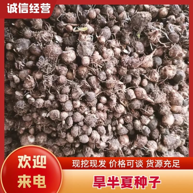 半夏种子量大质优价格优惠一手货源欢迎咨询采购