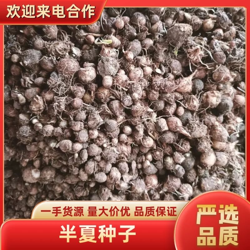 半夏种子量大质优价格优惠一手货源欢迎咨询采购
