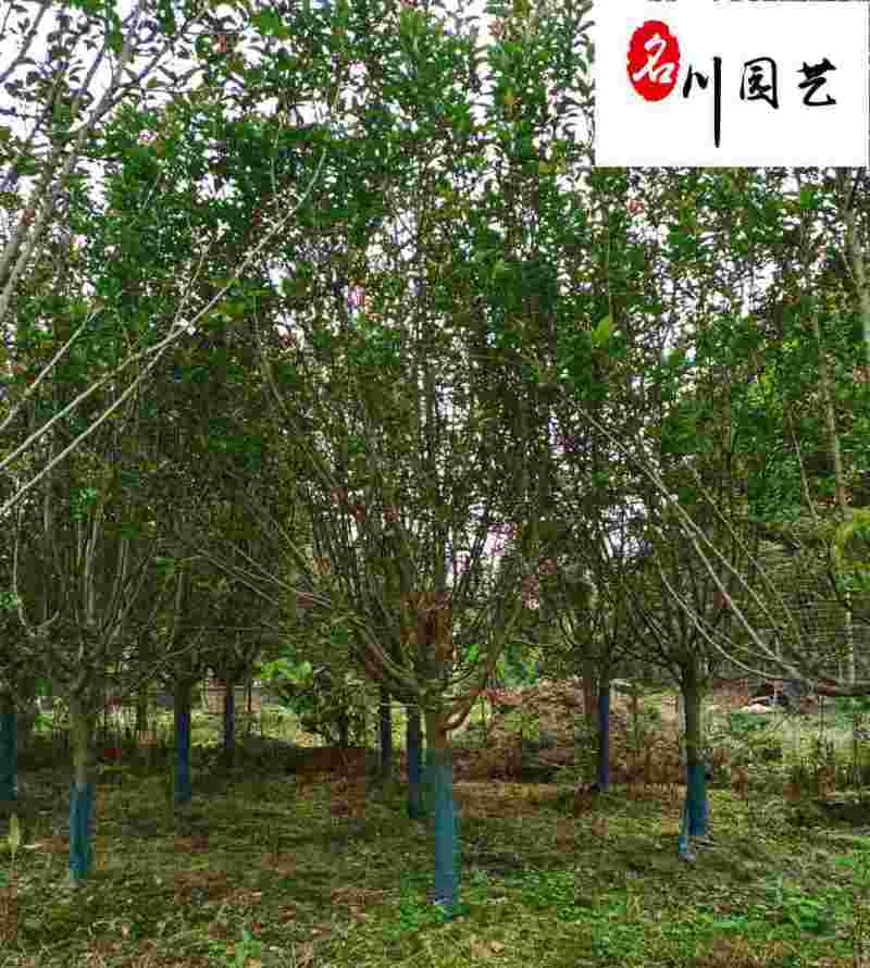 北美海棠工程绿化苗木基地出售5-15公分北美海棠