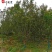 北美海棠工程绿化苗木基地出售5-15公分北美海棠