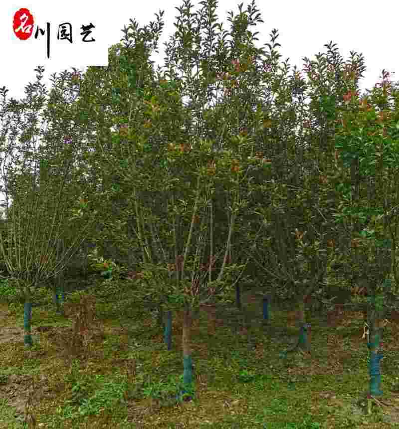 北美海棠工程绿化苗木基地出售5-15公分北美海棠